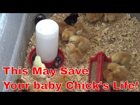 image-What are some foods that baby chicks can eat?