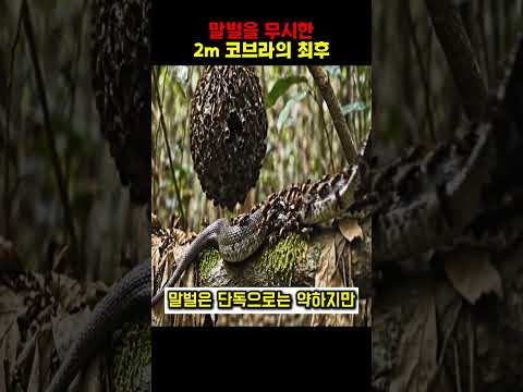 말벌을 무시한 2m 코브라의 최후
