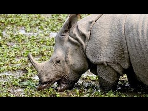 (ARTE) Der Komodowaran - Big Five Asien - Dokumentation 2016 [NEU + HD]