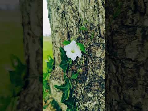 Nature sounds with white flowers🌼 #nature #naturelovers #naturesounds