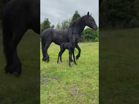 CAVALO COM SEU FILHOTE