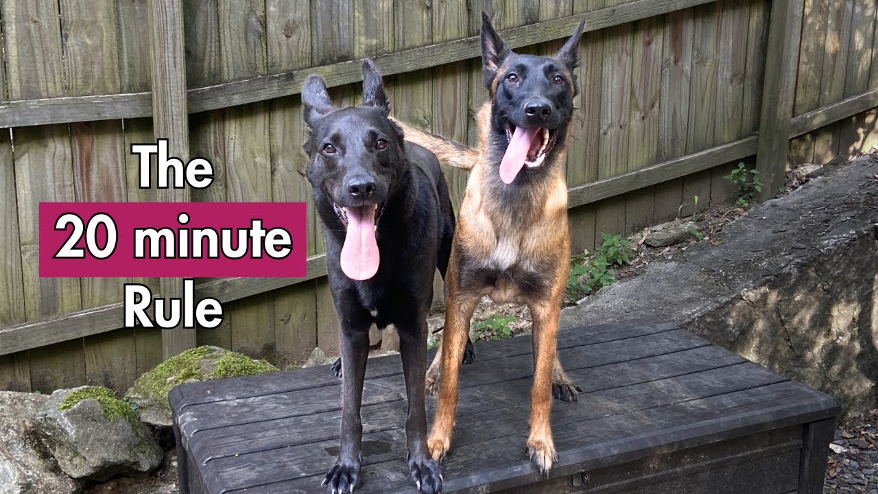 How Much Exercise Does Your Dog Need (Science Explained)