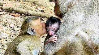 Oh My God, Brother Kiss New Born monkey, Brother Love New Born Monkey.