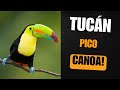 El TUCAN MÁS HERMOSO DEL MUNDO: El Tucan Pico Canoa