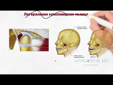 Основы гнатологии. Анатомия и физиология ВНЧС