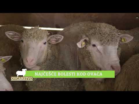 Ovčarstvo ep. 7 06.11.2018. NAJAVA