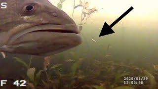NORTHERN PIKE and BIG BASS eat TINY BAIT (Underwater View)