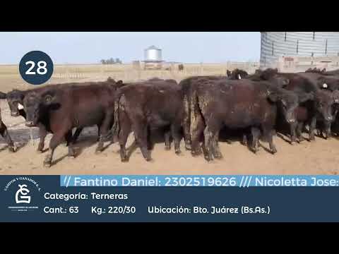 Lote Hembras - Bto Juarez Bs As