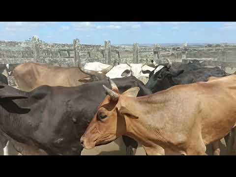 Feira de gado de Lagoa do Ouro/ PE 10/12/2025 meu número 87 988226761