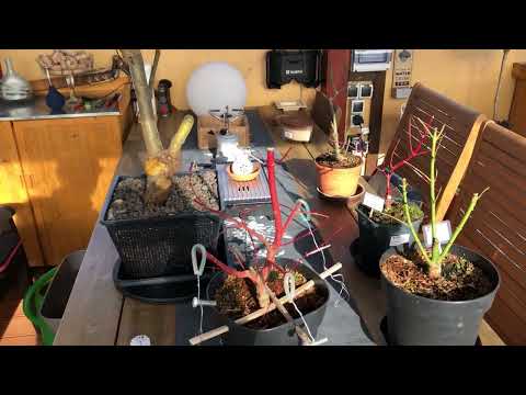 2022 Außenquartier Pre-Bonsai und Koi