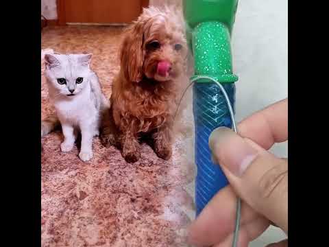 БЕЛКА И НЮША НЕ ПУСКАЮТ ДОМОЙ #cat