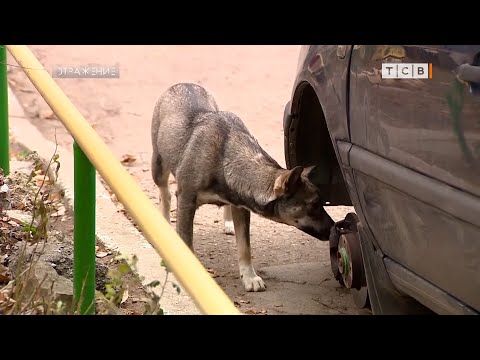 На чём прокололись колёсные воры?