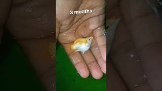 Download lagu Afusic - Pal Pal ...🌸🍷 ( Capcut Editing ) mp3 Download lagu Afusic - Pal Pal ...🌸🍷 ( Capcut Editing ) mp3