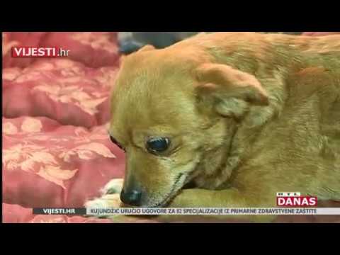 Evo kako je mali pas spasio život svojoj vlasnici!