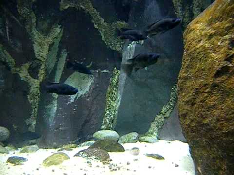 Stomatepia pindu