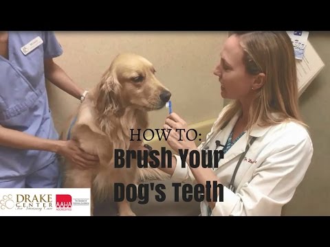 Is human toothpaste safe for dogs hot sale