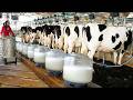 The Complete Dairy Farm Process Automated Milking To Pasteurization