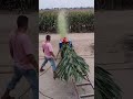 Grass Cutting Machine Chaff Cutter Chopper Shredder Cattle Feed