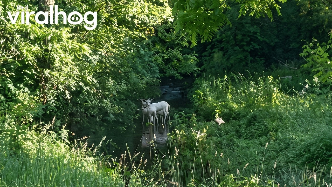 Rare Sighting of Albino Deer Family || ViralHog