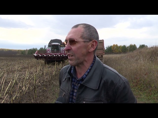 Мамадышские аграрии вышли на уборку подсолнечника