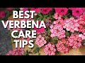 Verbena Lovers: Grow Bigger, Healthier Plants with These Tips 😉