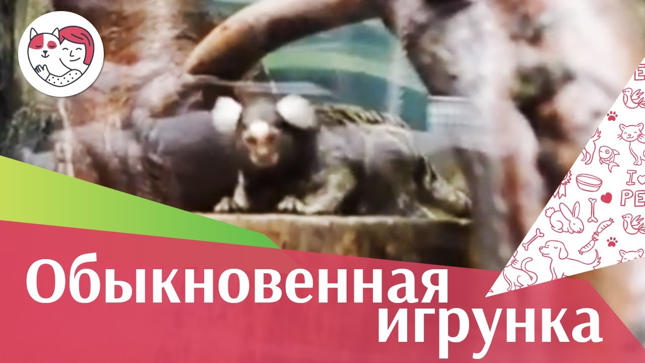 Обыкновенная игрунка Образ жизни на ilikepet
