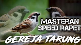Download lagu MASTERAN GEREJA TARUNG SPEED RAPET KASAR & SUARA JERNIH mp3