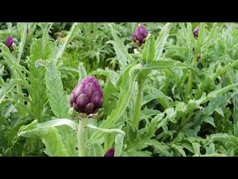 Baby Purple Artichokes, Organic (3 heads)