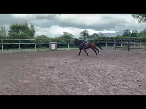 4 year old ISH filly - Image 2
