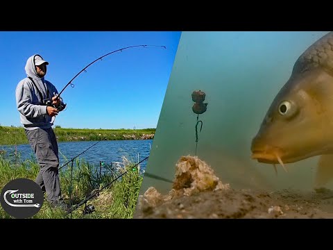 Pop Ups vs Bottom Baits UNDERWATER Test! (Wild Carp Fishing)