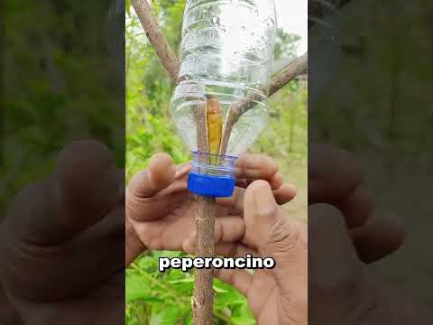 🌶️Il segreto del peperoncino sugli alberi: la tecnica cinese che fa crescere le radici più in fretta