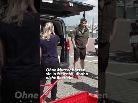 NORDSEE: Gerettet und frei! Dramatische Rückkehr der Seehunde! I WELT #shorts