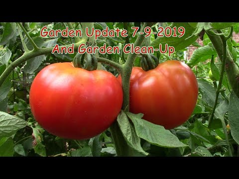 Garden Update and Clean Up  7-9-2019