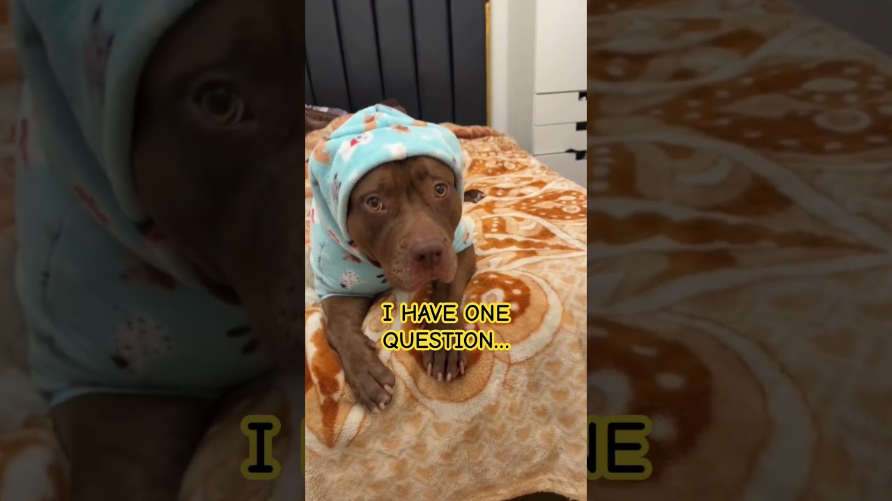 #explore #foryou #fyp #explorepage #trending #love #ytshorts #shorts #shortsfeed #funny #cute #dog