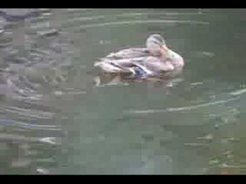 Elżbieta Mielczarek ... Deep River Blues