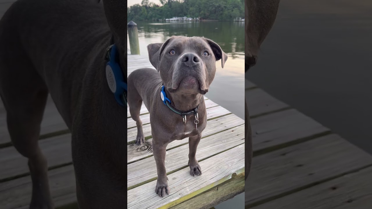 Enlarge Waymo, a Adoptable mixed breed in Rockville, MD video 6/6