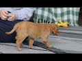 Golden Retriever dogs for sale: Cozy - Video 1