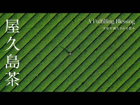 【屋久島茶】A Fulfilling Blessing 生命が満たされる恵み