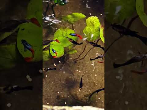 🔥#shorts #guppyfish