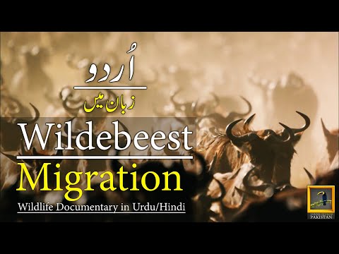 Wildebeest Migration 2024 Wildlife documentary in Urdu & Hindi PART 1 #wildlife #discoverpakistan