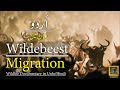 Wildebeest Migration 2024 Wildlife Documentary In Urdu Hindi PART 1 Wildlife Discoverpakistan