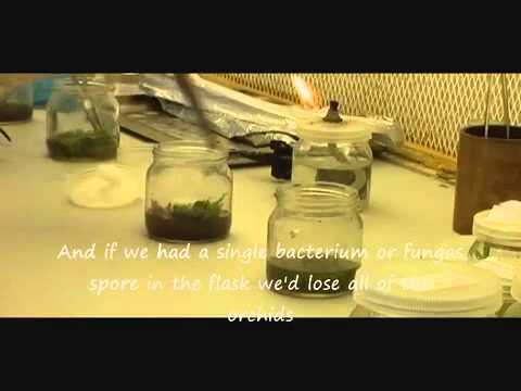 Replating Orchid Seedlings