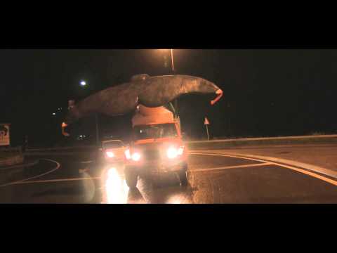 Avvistata una balena nel lago di Lugano