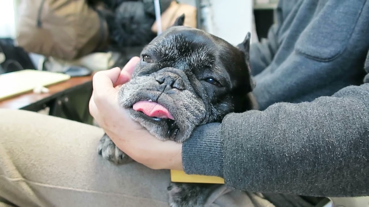 飼い主の確定申告の邪魔をする犬