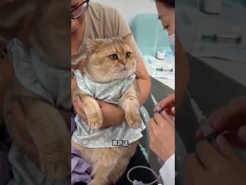 aku ulang ulang lihatnya gemess #gemes #gemesin #kucing #kucinglucu #anabul #gendut #comell #cat