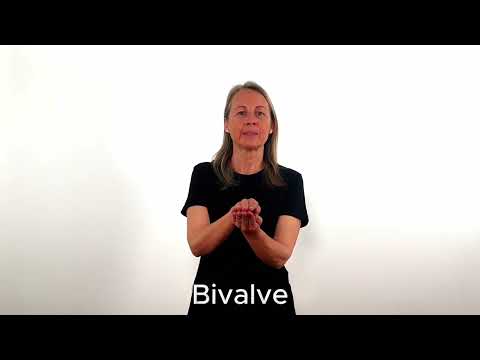 Bivalve - LSC