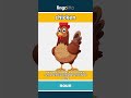 chicken - a bird that lays eggs and s... video thumbnail