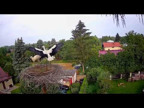 Szansa dla bociana - Tańce, podskakańce we dwoje 27.07.2020 Kozubszczyzna