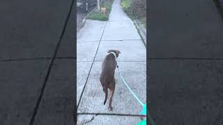 Video preview image #1 Mutt Puppy For Sale in Woodland Hills, CA, USA