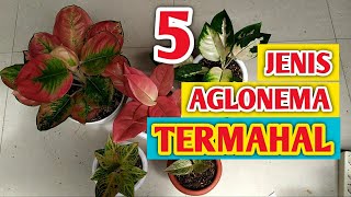 Download lagu 5 JENIS AGLONEMA TERMAHAL mp3